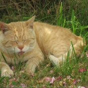 Photo de Chat domestique