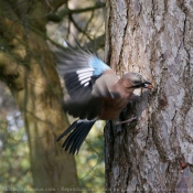 Photo de Geai - des chnes