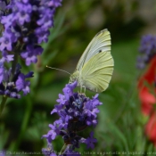 Photo de Papillon