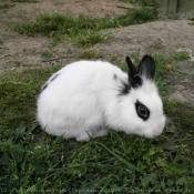 Photo de Lapin