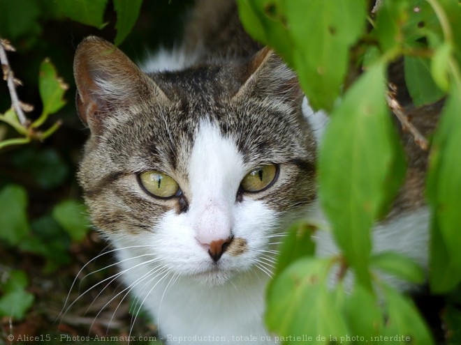 Photo de Chat domestique