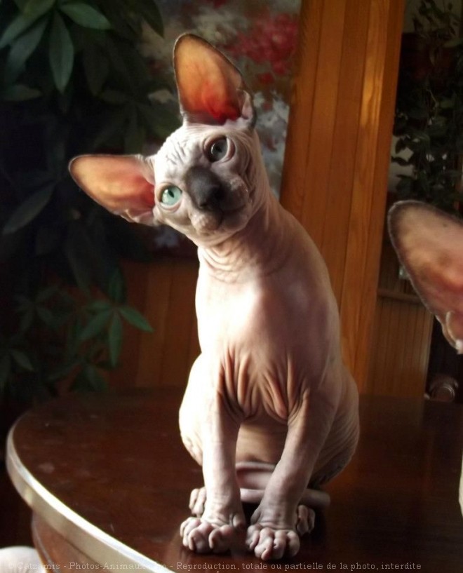 Photo de Sphynx