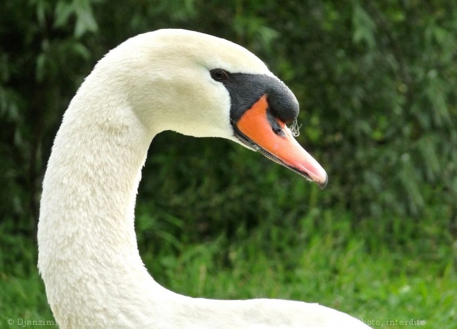 Photo de Cygne