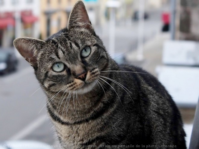 Photo de Chat domestique