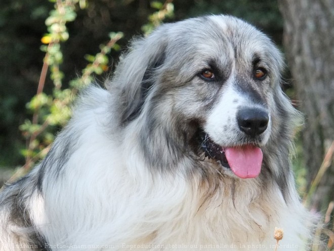 Photo de Chien de montagne des pyrnes