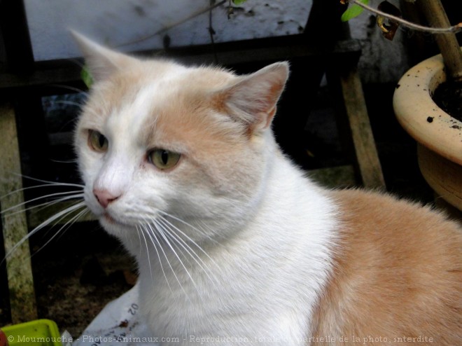 Photo de Chat domestique