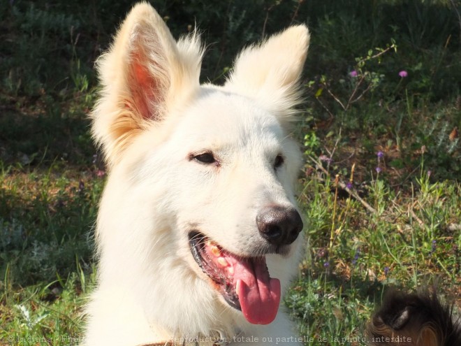 Photo de Berger blanc suisse