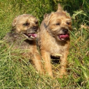 Photo de Border terrier