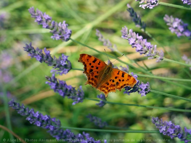 Photo de Papillon