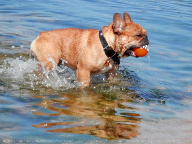 Photo de Bouledogue franais