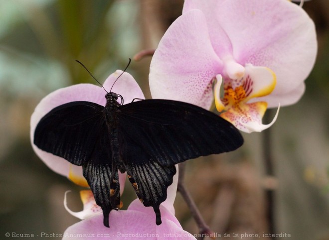 Photo de Papillon