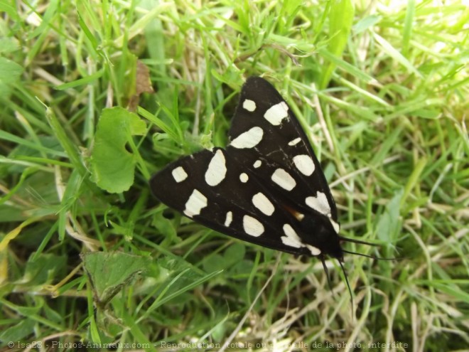 Photo de Papillon