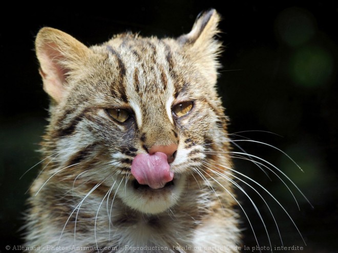 Photo de Chat lopard du bengale