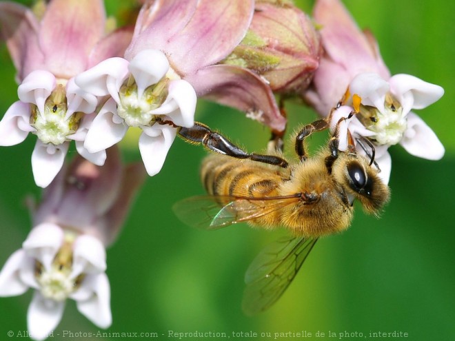 Photo d'Abeille