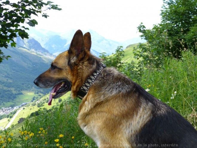 Photo de Berger allemand  poil court