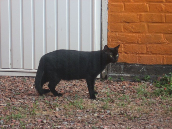 Photo de Chat domestique