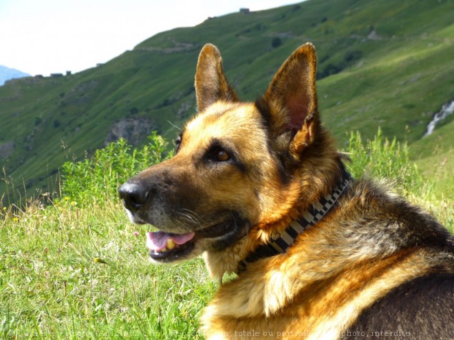 Photo de Berger allemand  poil court