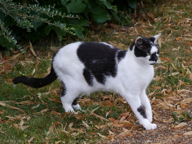 Photo de Chat domestique