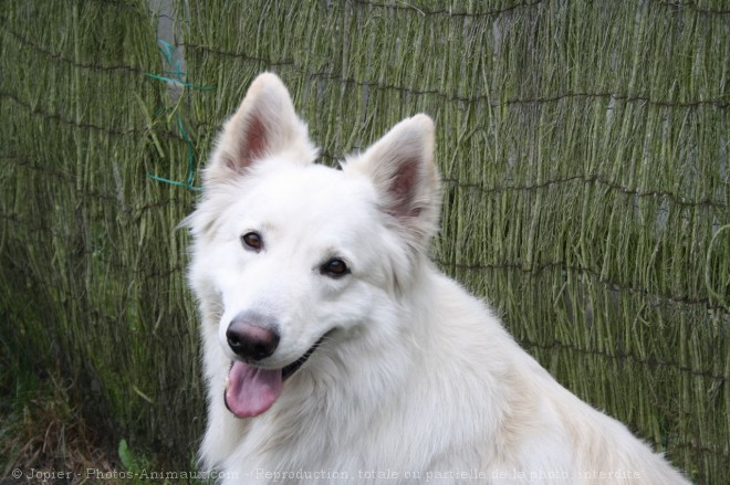 Photo de Berger blanc suisse