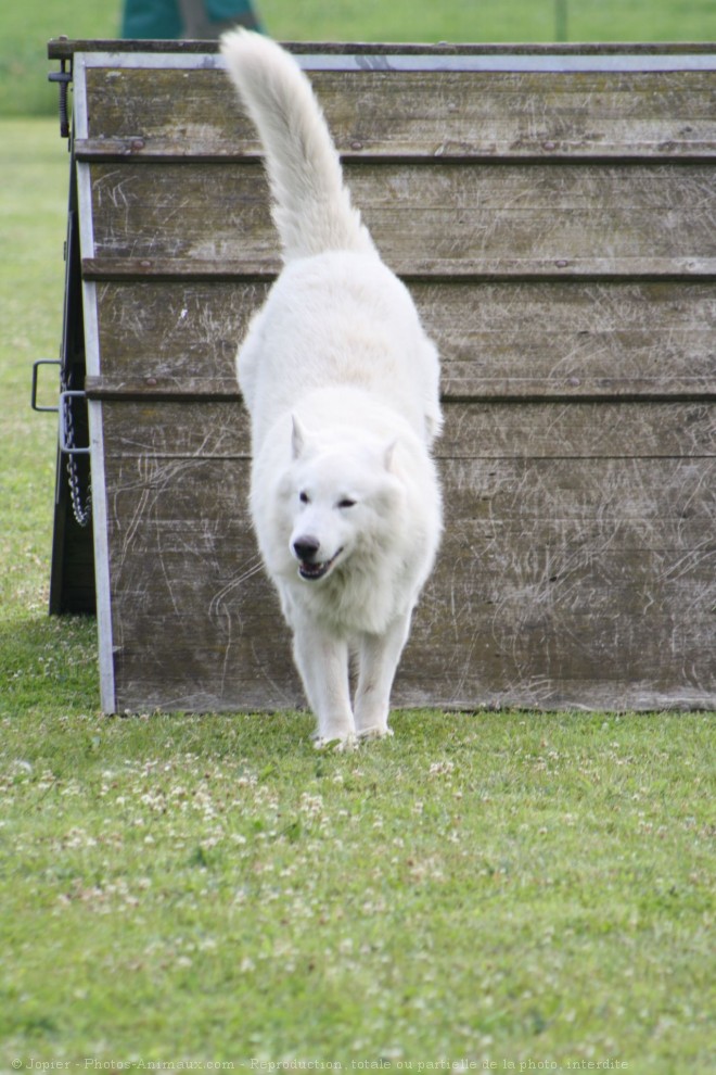 Photo de Berger blanc suisse