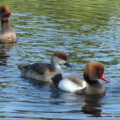 Photo de Canard nette rousse