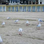 Photo de Mouette