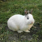 Photo de Lapin