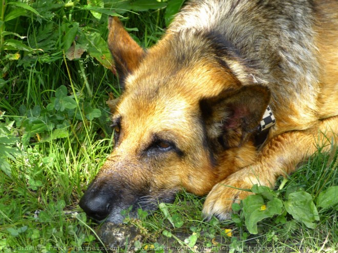 Photo de Berger allemand  poil court