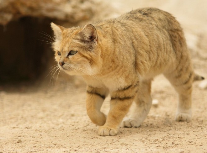 Photo de Chat des sables