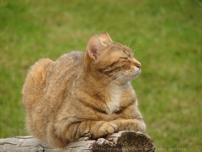 Photo de Chat domestique