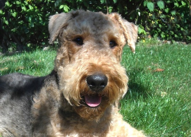 Photo d'Airedale terrier