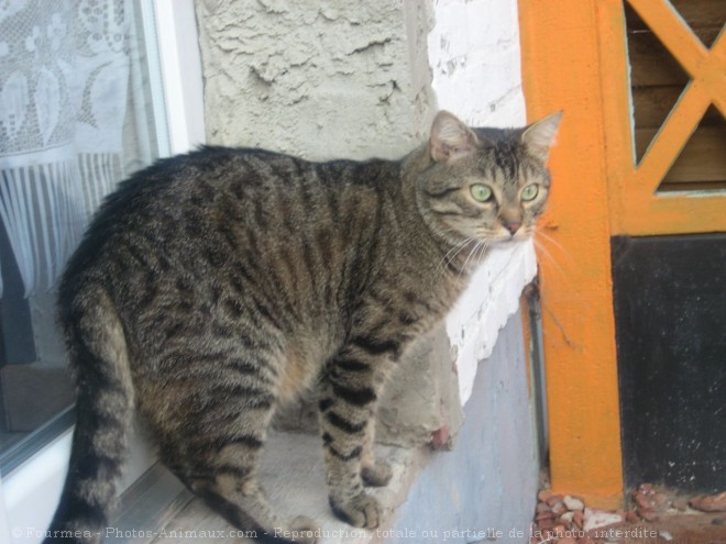 Photo de Chat domestique