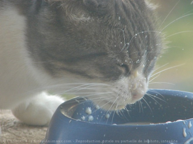 Photo de Chat domestique