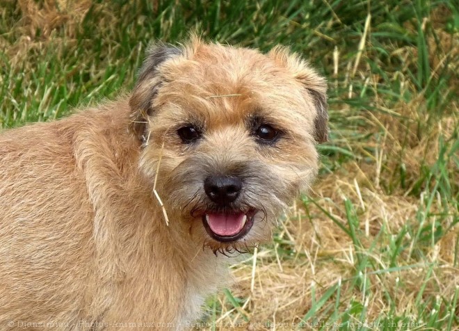 Photo de Border terrier