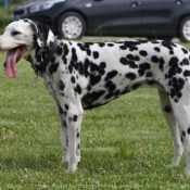 Photo de Dalmatien