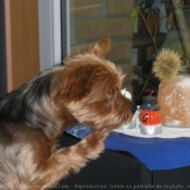 Photo de Yorkshire terrier