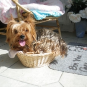 Photo de Yorkshire terrier