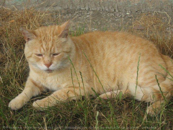 Photo de Chat domestique