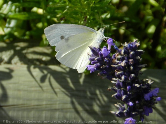 Photo de Papillon