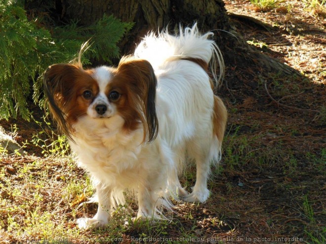 Photo d'Epagneul nain papillon