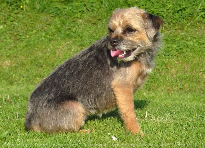 Photo de Border terrier