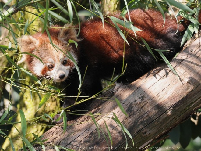 Photo de Panda roux