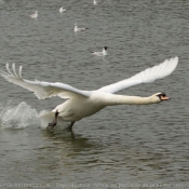 Photo de Cygne