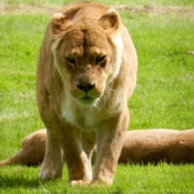 Photo de Lion