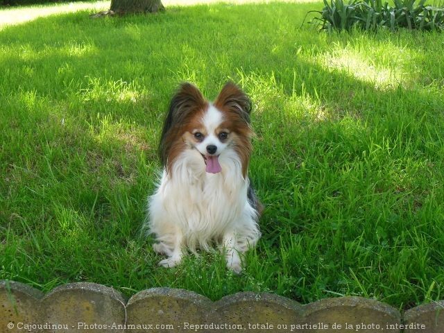 Photo d'Epagneul nain papillon