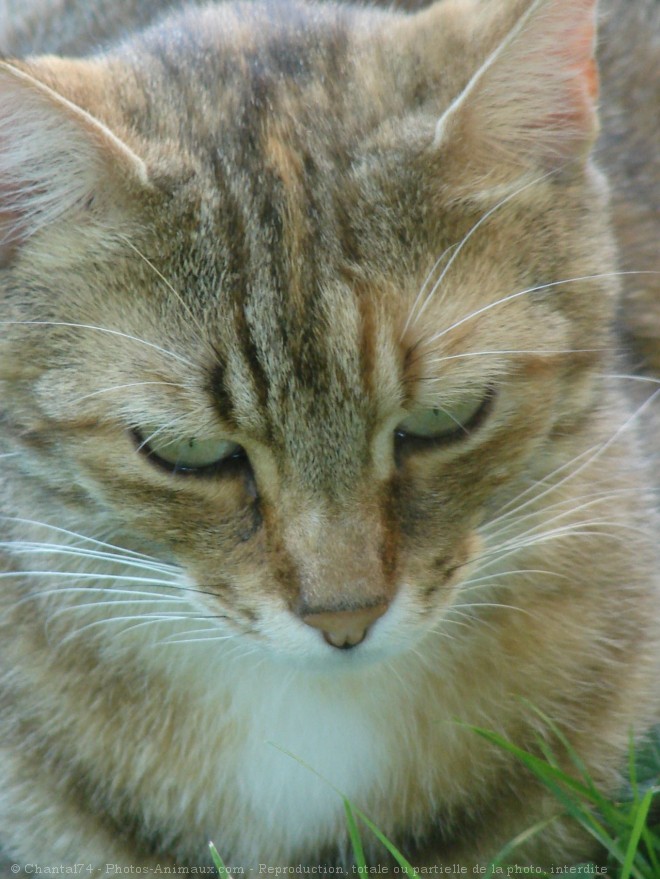 Photo de Chat domestique