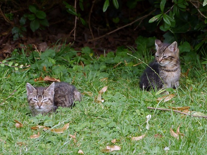 Photo de Chat domestique