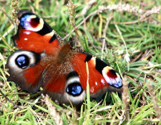 Photo de Papillon