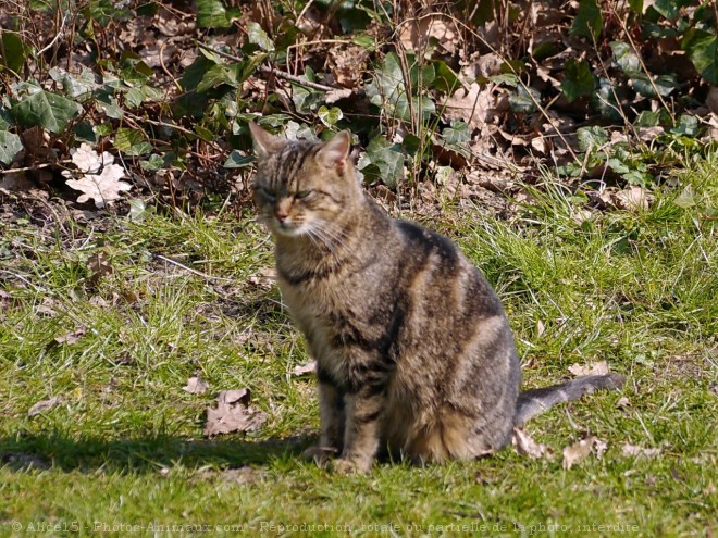 Photo de Chat domestique