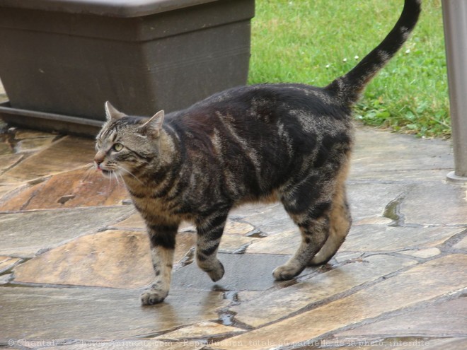 Photo de Chat domestique